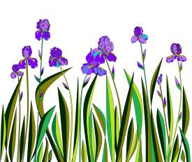 Irises in Purple, Lavender and Violet