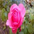 Pink rose