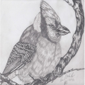 blue Jay pencil drawing