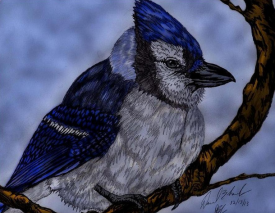 blue Jay digital