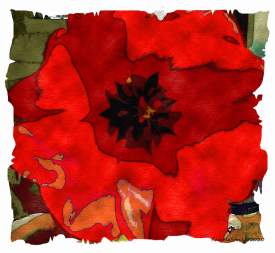 Watercolor of a large Red Tulip