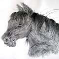 Pencil Portrait of Wild Horse