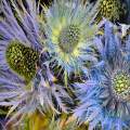 Thistle Flowers