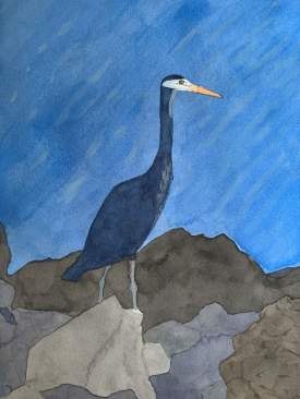 Blue Blue Heron