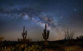 Sonoran Desert