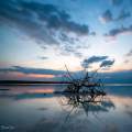 The Tree