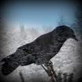 Crow's Winter Shadow