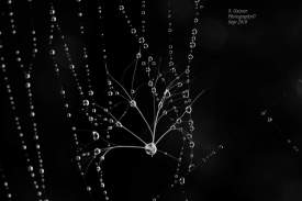 Milkweed web