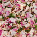 Flower carpet