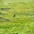 Bird grass