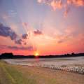 Cottonfield Sunrise