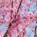 Redbud blooms