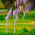 Wysteria