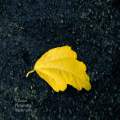 Yellow Leaf