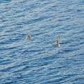December Gull