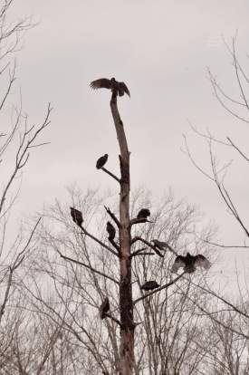 Buzzard Tree