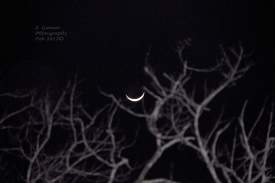 Winter crescent