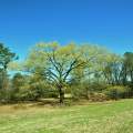 Spring Green