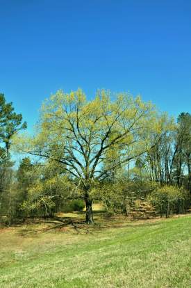 Spring Green