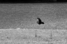 Crow Landing