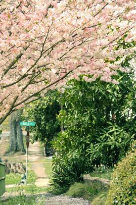 Sidewalk blossoms