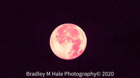 Rose Full Moon