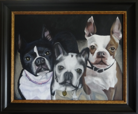 Boston Terriers