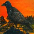 Sunset Crow