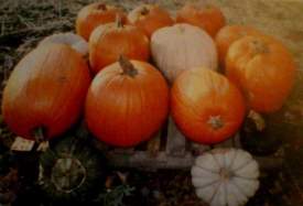 Pumpkin Patch