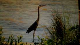 Blue Heron River View