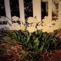 Daffodils in the Yard