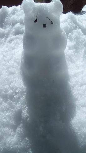 snow bear