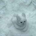 snow bunnie
