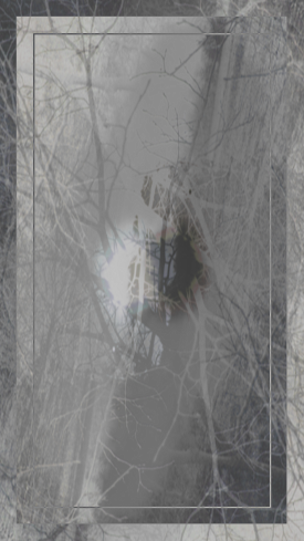 Winter Trees Twist '24