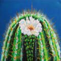 Cactus Flower