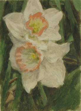 Two White Flowers 