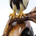 White Shouldered Eagle