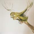 new bird