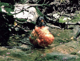 Robin Bathing