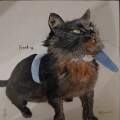 Sooty