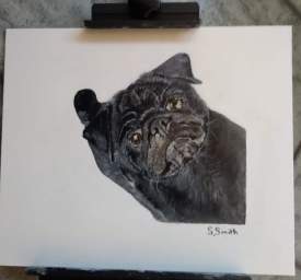 Black pug