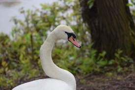 A Swan