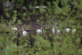 Swans