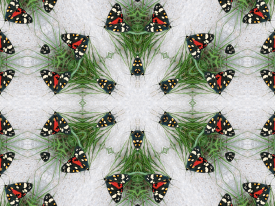 Flutterbutt Kaleidoscope