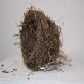 Birds Nest Photograph