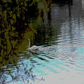 Swan - Arrow Valley Park UK