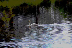 Swan - Arrow Valley Park UK (2)