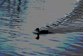 Swan - Arrow Valley Park UK (3)