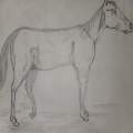 My horse