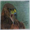 Hawk 
